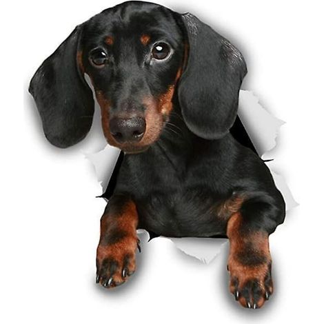 autocollant Mural Mignon Pour Chien Teckel (version Tordue) - Autocollant De Toilette Pour Chien - Fentre Pour Chien 3d Et Autocollant Pour Pare-c (1/5)