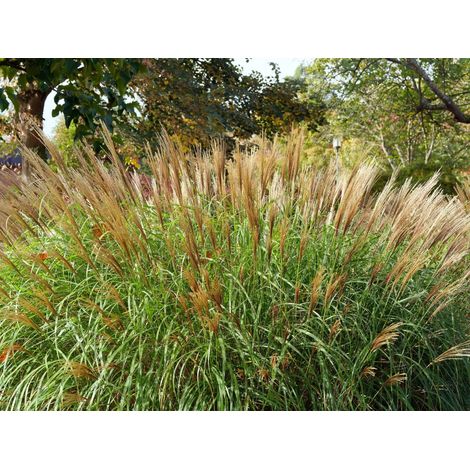 Gardenaria Calamagrostis acutiflora 'Karl Foerster' - Graminacea ornamentale da esterno - Altezza: 100 cm (vaso 24) (1/5)