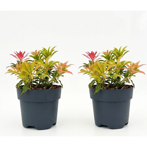 Bloomique - Lot de 2 - Pieris Forest Flame - Bruyère des rochers - Arbuste - Plante de jardin - Feuillage à pointes rouges - Fleurs blanches en forme de cloche - Rustique - Persistant - Hauteur 25-30 (1/4)