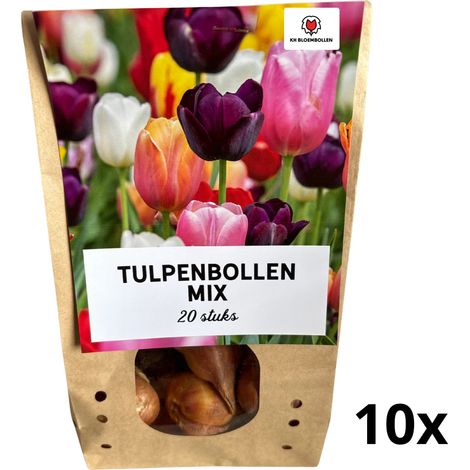 Mélange de 20 Bulbes de Tulipes Colorées Rustiques Calibre 11/12 pour Jardin et Pots - PANGIVO (1/5)
