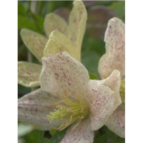 Clématite cireuse 'Winter Parasol' Pot de 2L/3L (1/2)