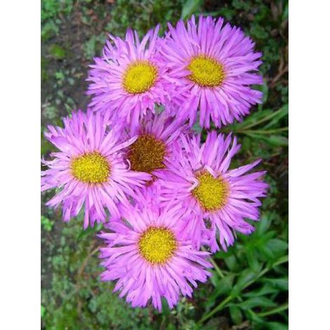 Vergerette 'Foersters Liebling' Godet de 8/9 cm