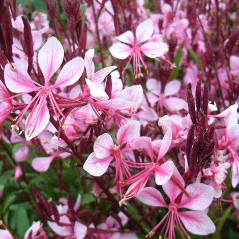 4 x Gaura lindheimeri 'Cherry Brandy' - godet 9x9 cm