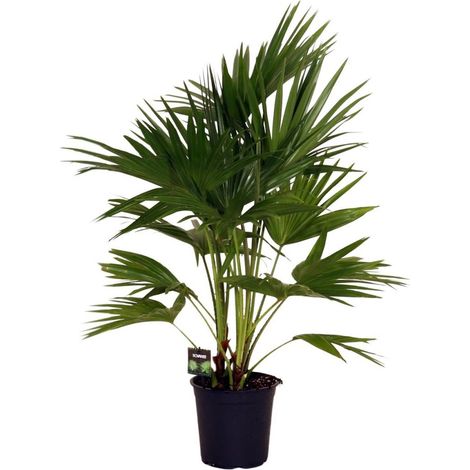 Livistona chinensis Palmier d’intérieur et extérieur feuillage vert pot 24 cm hauteur 100 cm - PANGIVO (1/4)