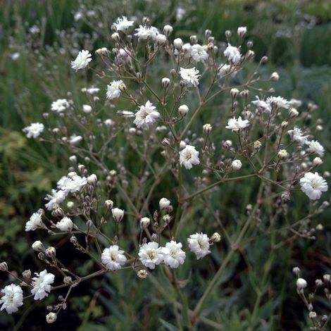 4 x Gypsophile paniculé 'Bristol Fairy' - godet 9x9 cm (1/4)