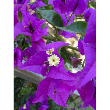 Bougainvillée 'Pourpre violacé' Pot de 2L/3L (1/2)