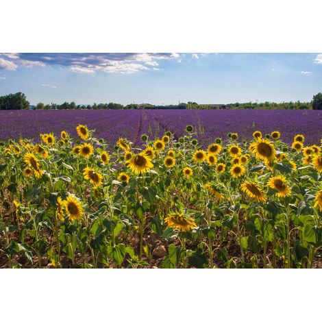 Tableau sur toile champ de tournesols en Provence 45x65 cm - Impression sur Toile Murale Décorative - Image imprimée en HD sur Toile - Toile sur Châssis en Bois FSC - Fabriqué en France