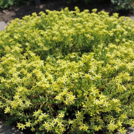 Orpin âcre Oktoberfest, Sedum/Godet - 5/20 cm
