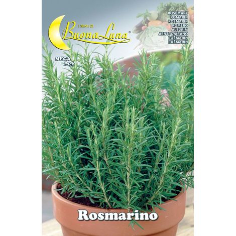 SEMI ORTO ROSMARINO- HORTUS SEMENTI- 10,0 pz