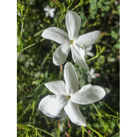 Jasmin d'Espagne Pot de 2L/3L (1/2)