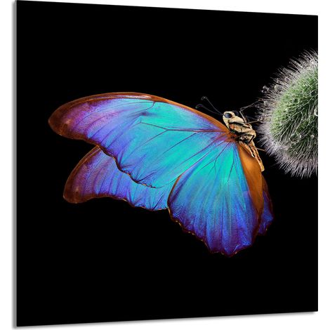 Panneau de verre pour cuisine 60x65 Papillon (1/5)