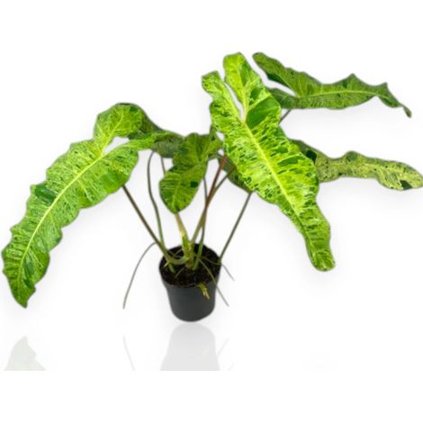 Gardenaria Philodendron paraiso Verde - Pianta da interno ornamentale - Altezza: 40 cm (vaso 12) (1/5)