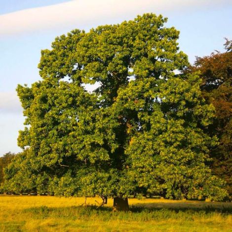 Pépinières Naudet – Châtaignier commun (Castanea sativa) – Arbre fruitier 20/40cm – Adapté sols acides – Résistant aux hivers rigoureux – Fruits savoureux