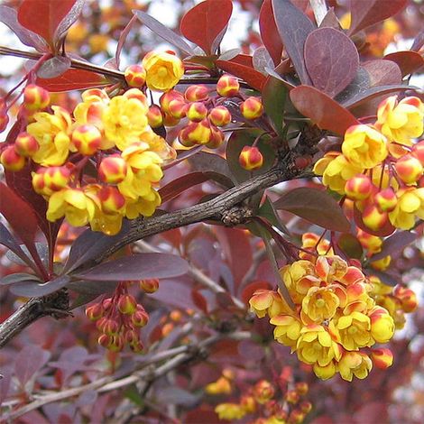 Berberis ottawensis Superba - Epine-vinette Pot de 3L/4L (1/4)