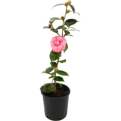 Camellia japonica cv. "Rubescens Major" - vaso 18 cm (1/2)