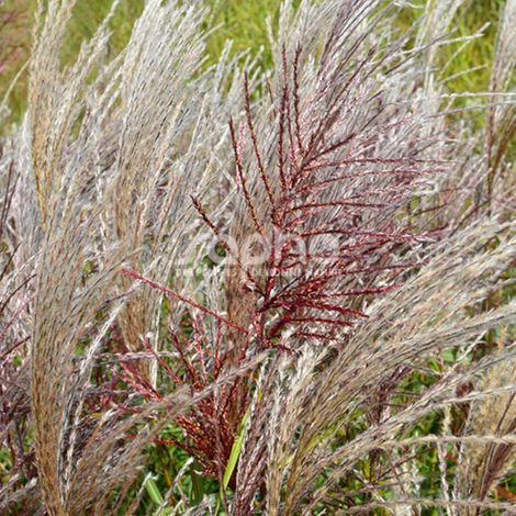 Miscanthus, Roseau de Chine WINDY® Zephyr 'SEL 111-19'/Lot de 3 godets