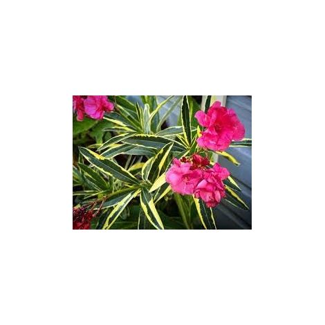 nerium oleander - 3 cuttings  pink variegated
