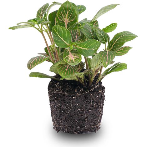 Fittonia Joly Josan - Plante Mosaïque d'Intérieur Rouge et Verte - Idéal Terrarium - Pot Ø 8,5 cm - PANGIVO (1/2)