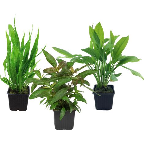 Mutterpflanzen Set mit 3 Tropica XL Topf Pflanzen Aquariumpflanzenset Nr.121
