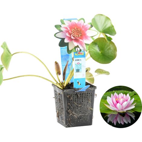 Bloomique - Nymphaea Attraction - Nénuphar - Rouge - Plantes de bassin - Plantes aquatiques - Rustique - Hauteur 10-20 cm - Pot 11 cm