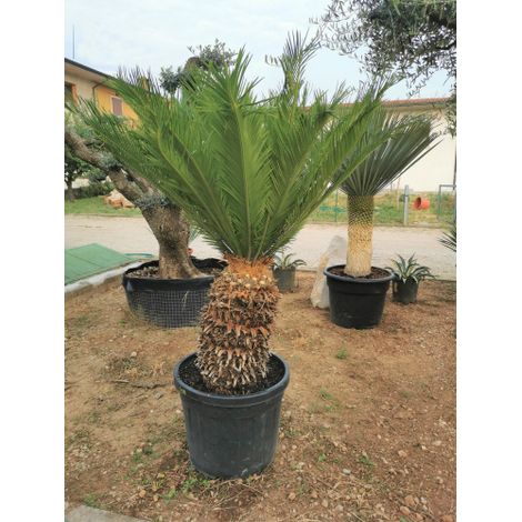 Palma giapponese Cicas "Cycas revoluta" pianta in vaso 28 cm