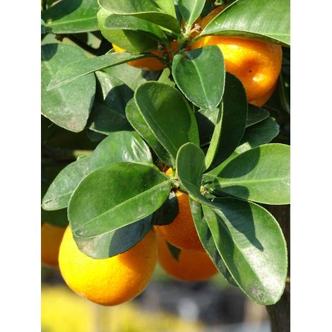 Kumquat Fukushu Pot de 4L/5L, 1/4 de tige