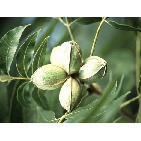 pianta di Carya illinoinensis, (noce pecan)