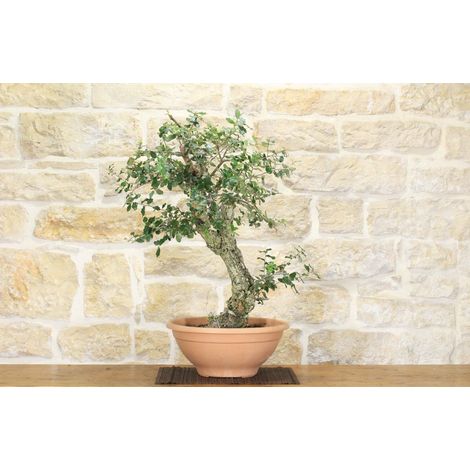 Pre bonsai yamadori di Sughera (1) (1/5)