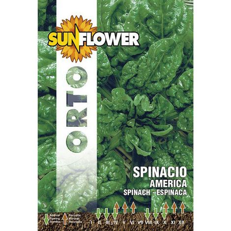 Graines d'Épinard Américain Tournesol