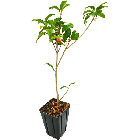 Osmanthus fragrans - osmanto odoroso - vaso quadro 9x9x20 cm (1/2)