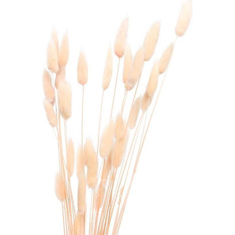 60 Stück getrocknetes Pennisetum-Gras (1/3)