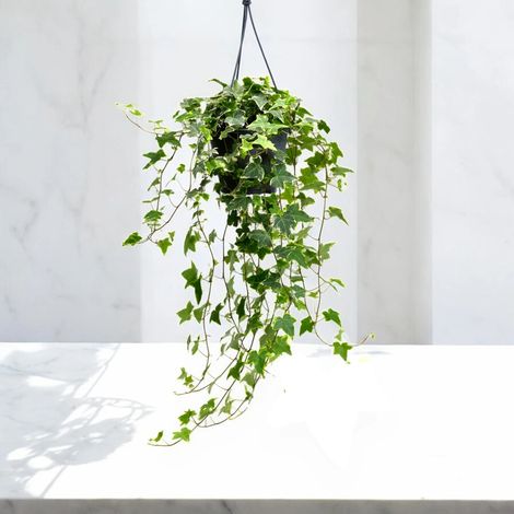 Gardenaria Edera - Hedera helix 'Goldchild' - Pianta da interno ornamentale - Altezza: 50 cm (vaso 19) (1/5)