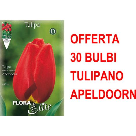 OFFERTA 30 BULBI TULIPANO DARWIN HYBRID APELDOORN BULBS