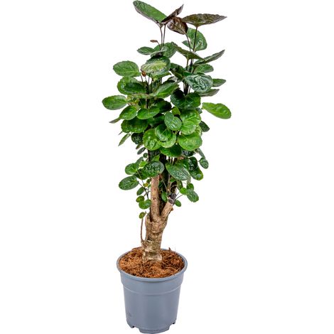 Bloomique - Polyscias Fabian - Aralia - Plante d’intérieur - Dépolluante - Sans danger pour les animaux - Facile d’entretien - Hauteur 50-60 cm - Pot 17 cm