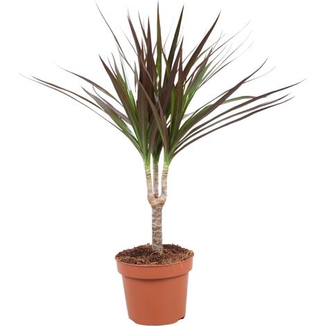 Dracaena Magenta - Dragonnier Plante d'Intérieur Décorative Mi-ombre - Ø 12 cm - Hauteur 50 cm - PANGIVO (1/4)