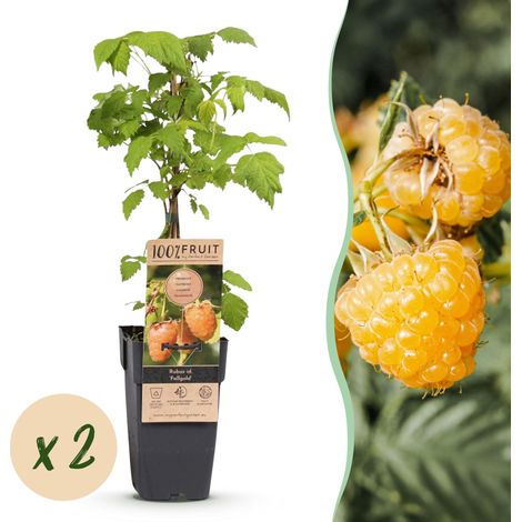 Framboisier Fallgold Rubus idaeus Lot de 2 Plantes Framboises Jaunes Sucrées Pot 15cm - PANGIVO (1/5)