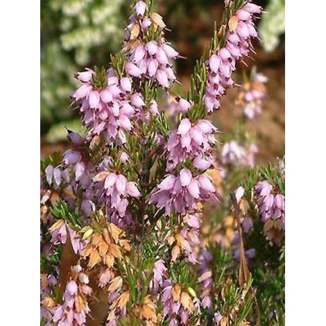 Bruyère des neiges 'Darley Dale' Pot de 1L/1,5L (1/2)