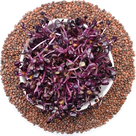 Radis Sango rouge - graines germées 250 g (1/3)