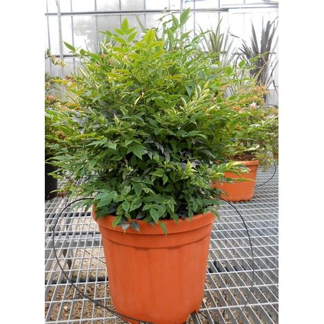 Gardenaria Nandina domestica 'Gulf Stream' - Arbusto ornamentale da giardino - Altezza: 50/60 cm (vaso24) (1/4)