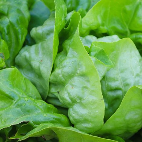 Graines de Laitue batavia Iceberg - Prix malin/Sachet