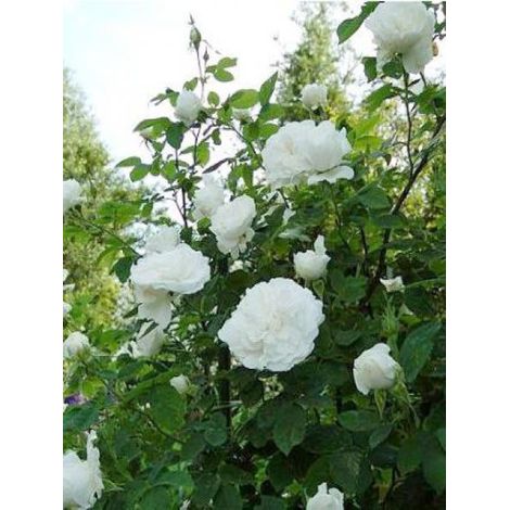 Rosier ancien de Damas 'Mme Hardy' – Hauteur 150 cm – Fleur blanche parfumée – Exposition soleil/mi-ombre – Pot de 4L/5L