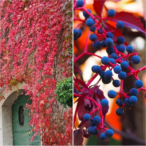 Semillas de Parra Virgen. Parthenocissus Quinquefolia. 10 Gramos
