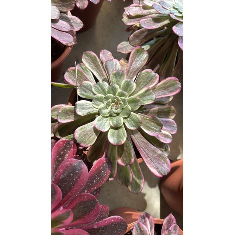 Pianta Aeonium Ink Painting, foto reali (1/3)
