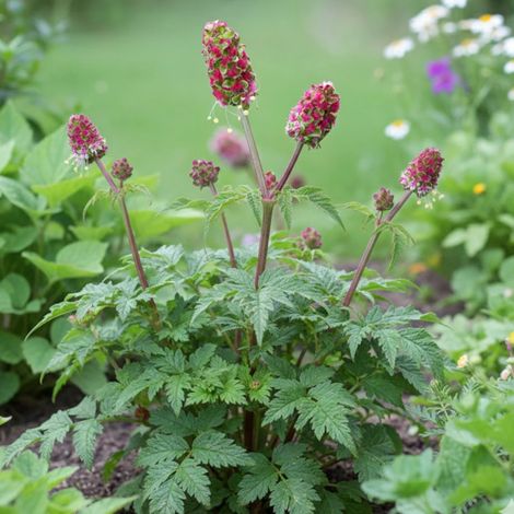 Sanguisorba - Pimprenelle minor/Godet - 5/20 cm