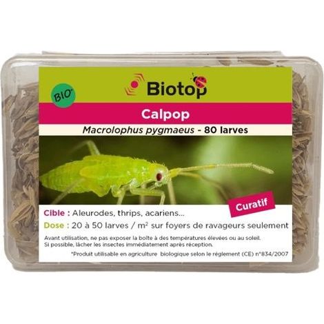 80 larves Calpop (1/3)