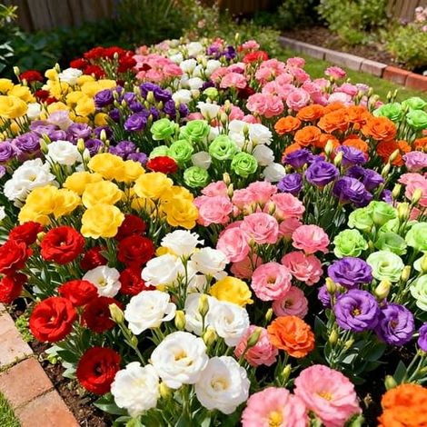 500 semillas de lisianthus, semillas de lisianthus perenne de colores variados, semillas de flores, aptas para jardines.