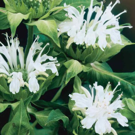 4 x Monarde  - Monarda 'Schneewittchen'  - godet 9x9 cm