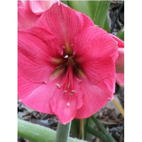 Amaryllis belladonne 'Hercules' Bulbe calibre 28+, Extra