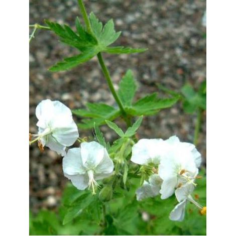 Géranium vivace livide 'Album' Godet de 8/9 cm (1/3)