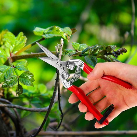 Sécateur à Fleurs Bonsai Plantes. Ciseaux pour Fleuriste et Jardinage Colibri a lame Longue en acier petit